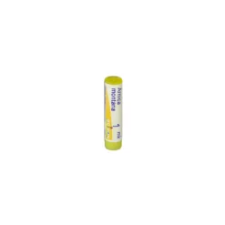 Boiron Arnica Montana 1MK - Granuli omeopatici per i traumi e i dolori muscolari, 1 g