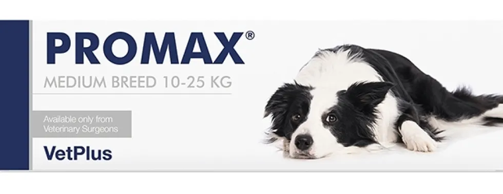 Vetplus Promax medium breed 18 ml - Pasta probiotica per i disturbi digestivi del cane, 1 siringa